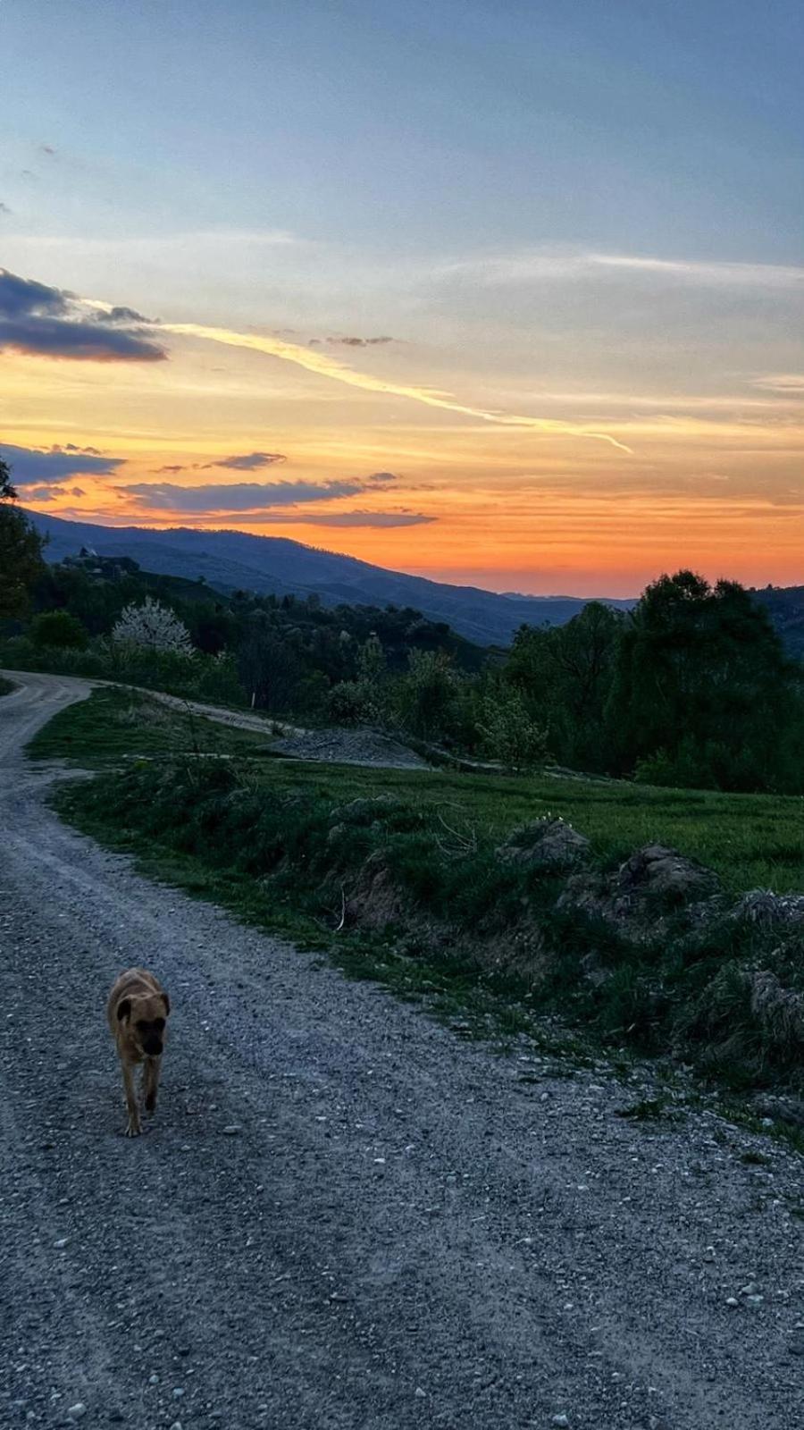 Cabana Dintre Fagi Poiana Mărului Exterior foto